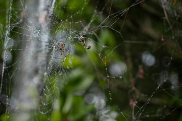 A spider in its spider web with dew rain drops, Myanmar