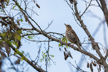 Eine Wacholderdrossel auf einem Zweig