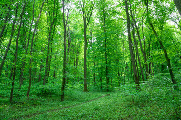 Green forest landscape in spring.