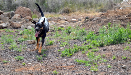 Perros negros en campo de primavera