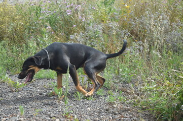 Perros negros en campo de primavera