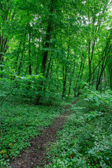 Fototapeta na wymiar Green forest landscape in spring.