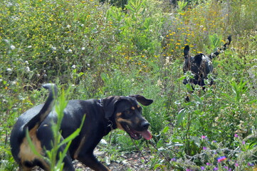 Perros negros en campo de primavera