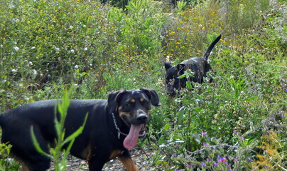 Perros negros en campo de primavera