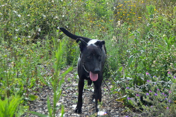 Perros negros en campo de primavera