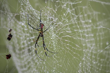 A spider in its spider web with dew rain drops, Myanmar