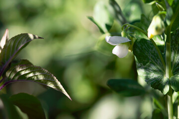 Obraz na płótnie Canvas White Pea Flower