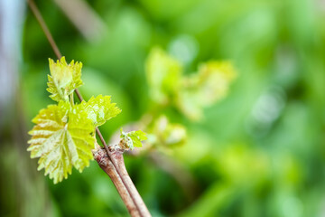 A Grapes in the garden on nature background