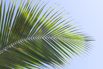 Palm tree leaf over light blue sky
