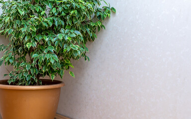 Ficus elastica in a brown pot with green leaves against a white wall