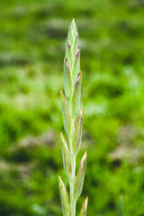 Green spikelet, vertical close up photo