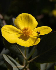 yellow flower
