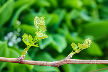 A Grapes in the garden on nature background