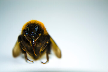 close up of a honey bee with antenna and hair and wings