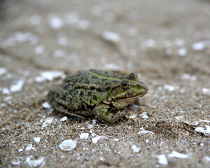 Common toad, European toad sits on sand close up