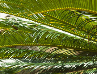Closeup view of the dark green leafs of female Sago palm (Cycas revoluta), also known as king sago palm