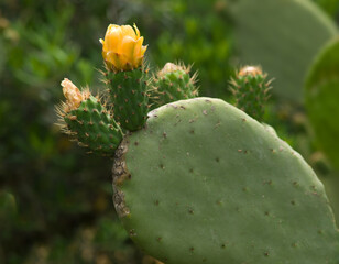 Flowering Opuntia cactus with blurred green background