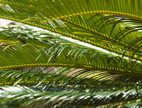 Closeup view of the dark green leafs of female Sago palm (Cycas revoluta), also known as king sago palm © Henk Vrieselaar