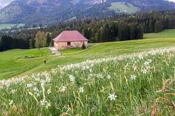 Blooming field with wild narcissus flower (narcissus poeticus) at the Swiss Alps in vaud riviera over Geneva Lake - obrazy, fototapety, plakaty