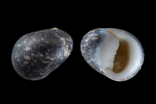Turbo snail family, Nerita polita