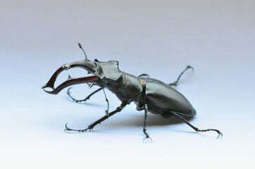 Male stag beetle Lucanus cervus on the white background. Stag beetle Lucanus cervus, the largest european beetle, an endangered species