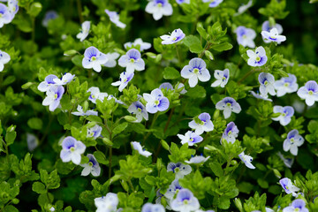 Summer wild white small flowers. Beautiful natural floral background. Selective focus, macro.
