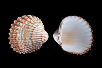 Tegillarca granosa, sea clam specimen