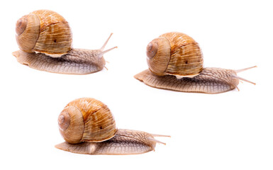 Weinbergschnecken (Helix pomatia) isoliert.