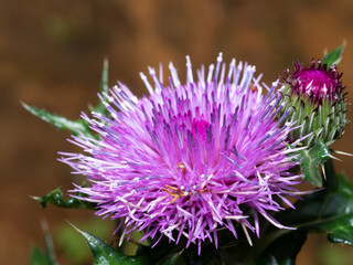 細長い花びらを持つアザミ