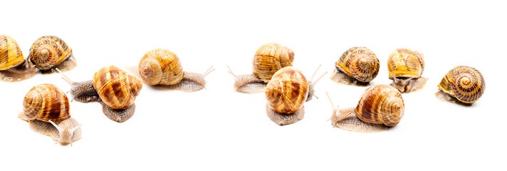 Weinbergschnecken (Helix pomatia) isoliert, Banner.