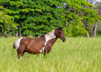 Paint horse in the field - dominican republic