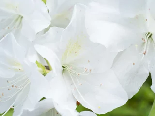 Fototapeten 満開の白いツツジの花 © fumoto-lab