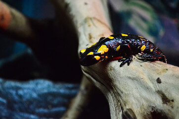 Fire Salamander on wooden twig at zoo. 