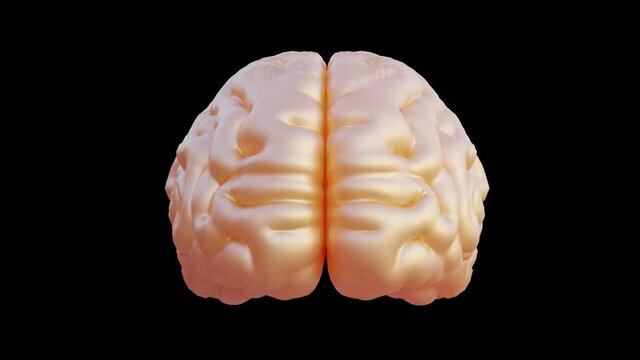 human brain animated model, Medically accurate, 3d render