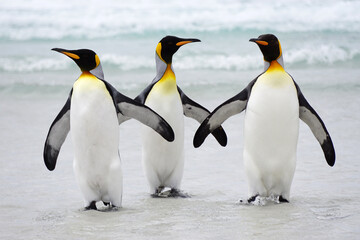 King penguins  on beach 