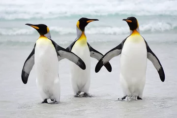 Tuinposter King penguins  on beach  © Phil