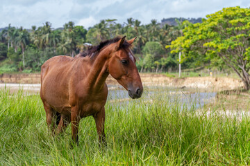 horse in the field - dominican republic