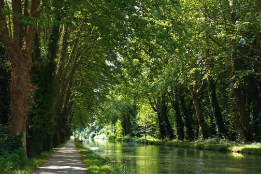 Platanen am Canal du Midi bei Beziers in S&uuml;dfrankreich