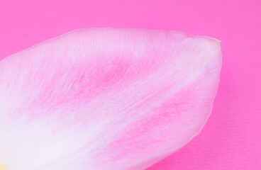 Petal from a pink tulip flower on the pink background. Minimalism, beautiful natural wallpaper. Human aging concept. Natural eco cosmetics. Different changes in a person's life. Copy space, close up.