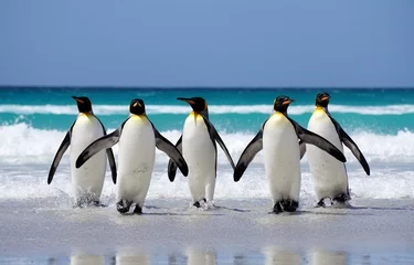 Wandaufkleber King penguins on beach  © Phil