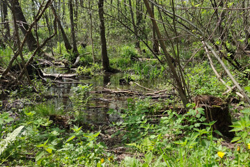 Obraz premium Spring landscape. Swamp, backwater in the forest. A piece of low-lying land that collects water.