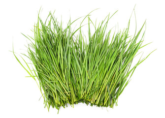 Bunch of green grass.