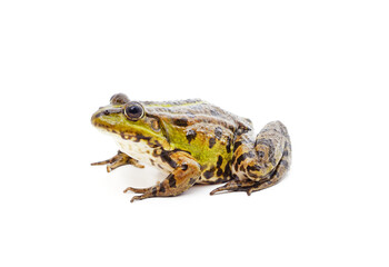 One green spotted frog.