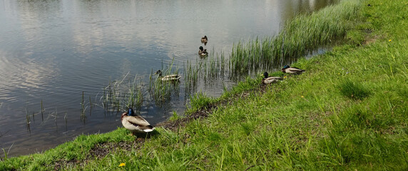 Many ducks swim on the pond in the city park.