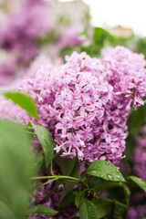 Branch of lilac flowers with the leaves, floral background