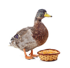 One brown duck with a basket of grain.