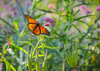 Beautiful Monarch butterlfy