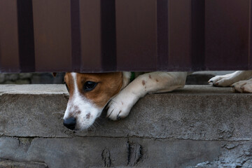 Little brown dog looking with curiosity in gap of red metal fence, lonely guard dog waiting for its human master, animal life concept - Powered by Adobe