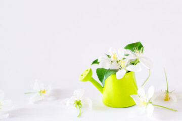 Apple blossom in little watering can