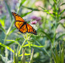Beautiful monarch butterfly